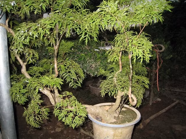Bên cạnh đó, với những bà mẹ đang cho con bú, uống nước sắc từ lá đinh lăng sẽ có tác dụng lợi sữa. Ảnh: khoahocphattrien.