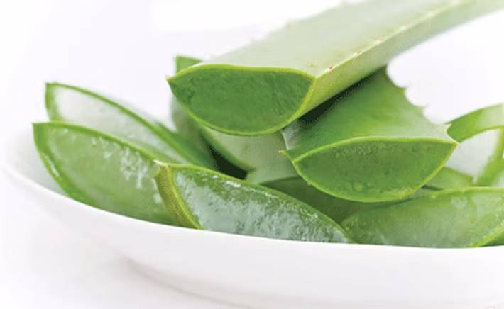 Không chỉ có tác dụng làm đẹp, nha đam cũng được sử dụng như một biện pháp để tiêu diệt những kí sinh trùng. Ảnh: giaoduc.