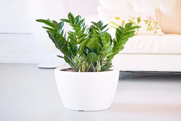 Kim tiền là loại cây ưa chua. Để cây xanh tốt quanh năm, bạn chú ý tưới sunfat sắt, đạm, lân và kali định kỳ 1 tháng/lần.