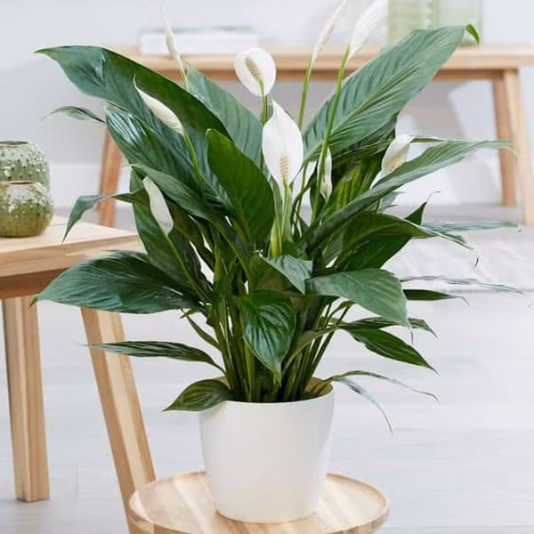 Lan ý còn rất có lợi cho sức khỏe nhờ khả năng cung cấp oxy, cải thiện chất lượng không khí cho môi trường xung quanh. Bên cạnh đó, loại cây còn có tác dụng cân bằng độ ẩm, điều hòa không khí giúp tiêu diệt các tế bào nấm mốc trong nhà. Đây là một số ít loài cây có tác dụng hấp thụ các chất độc hại lơ lửng trong không khí sinh ra từ việc đốt cháy như benzen, formandehyl và các chất ô nhiễm khác.