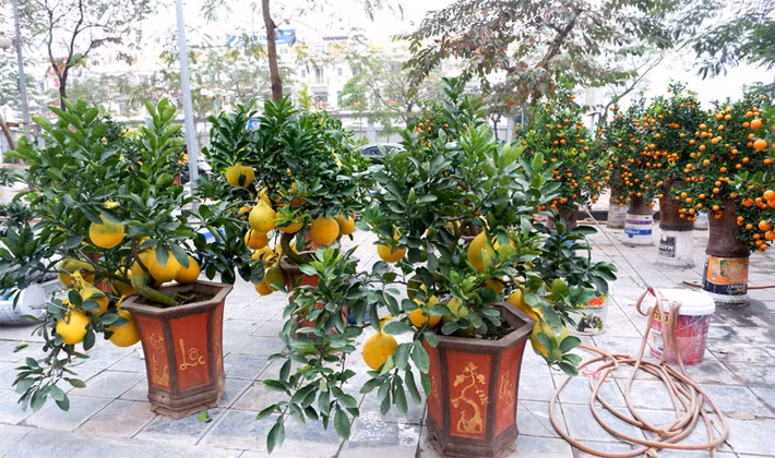 Với khoa học phát triển hiện nay, thị trường hoa, cây cảnh liên tục cập nhật những loại cây trồng mới. Đến chợ hoa – sinh vật cảnh Vạn Phúc, không chỉ để mua cây, đây còn là địa chỉ tham quan, ngắm cảnh và tìm hiểu, chia sẻ kinh nghiệm nuôi – trồng các loại cây, con. Sự hấp dẫn của các loài hoa – cây cảnh, Vạn Phúc là địa chỉ không thể thiếu khi đi chợ Tết.