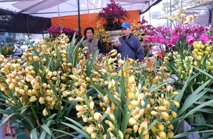 Nằm trong những con ngõ nhỏ của làng Vạn Phúc, các gian hàng được quận Hà Đông và phường Vạn Phúc quy hoạch thành khu vực chợ hoa – sinh vật cảnh từ nhiều năm nay. Chợ hoa Vạn Phúc đã nhộn nhịp từ trước Rằm tháng Chạp.