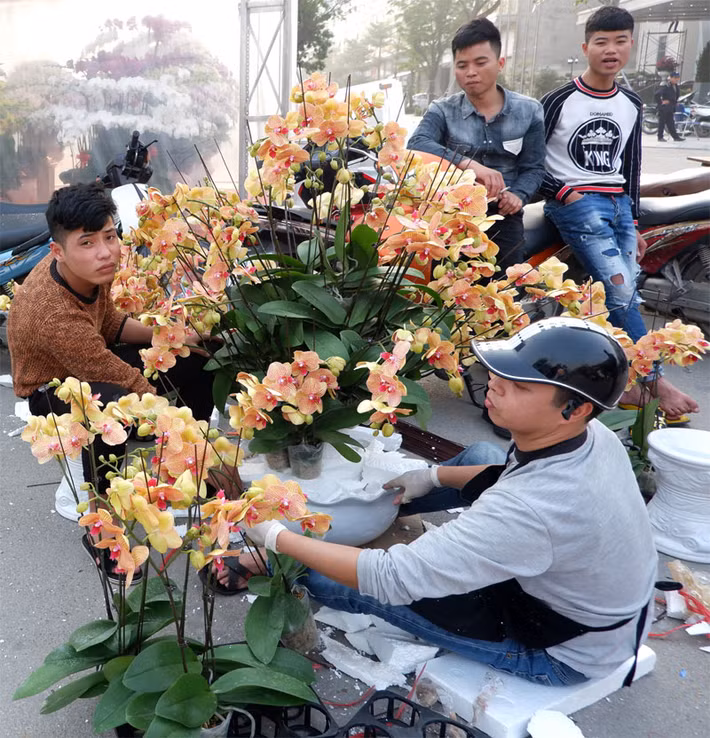 Chị Thành chia sẻ: Nếu đi các nơi khác chỉ vài ba loại cây như: Đào, hoa lan, bưởi, quất, nhưng ở chợ Vạn Phúc còn khác nhiều loại chủng loại cây có thể mua để chơi Tết, như: Cúc, hoa trà, đỗ quyên … Giá cả các loại cây này rất dễ mua.