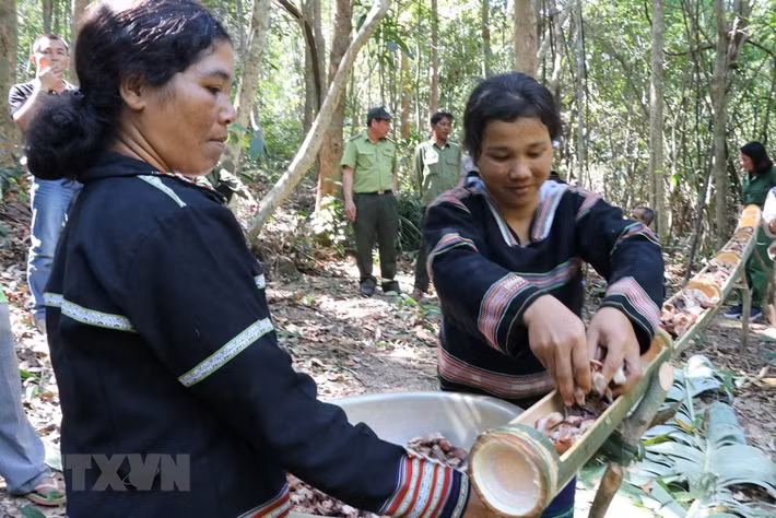 Thức ăn nướng xong được đựng trong ống lồ ô khoét rãnh, mang đậm nét văn hóa người bản địa. (Ảnh: Hồng Điệp/TTXVN)