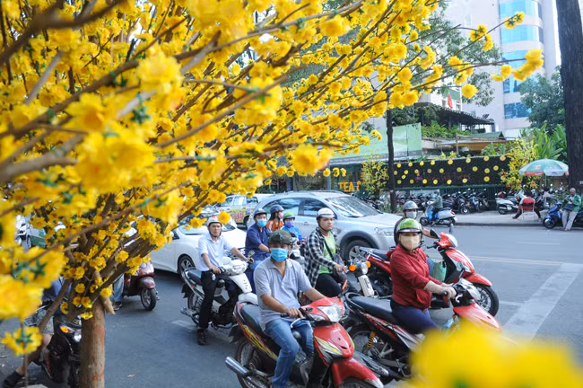 Hàng hoa mai trên đường Phạm Ngọc Thạch luôn thu hút người dân mỗi khi lưu thông qua đây. 