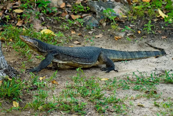 Theo Sách Đỏ Việt Nam, kỳ đà hoa có tên khoa học là Varanus salvator, thuộc họ Kỳ đà (Varanidae). Con đực trưởng thành của loài này có cơ thể dài tới 2,5 m, cá thể cái có cơ thể nhỏ hơn. Ảnh: Pinterest.
