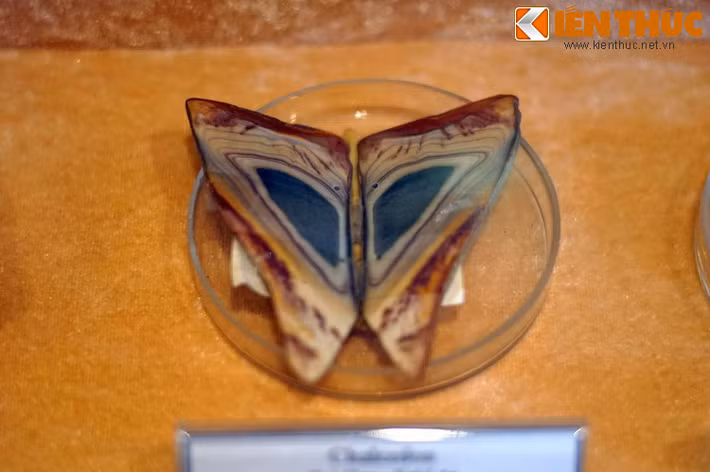 Mẫu chalcedon cắt đôi xếp cạnh nhau trông như một con bướm rực rỡ. Hiện vật thu thập ở Quỳ Hợp, Nghệ An năm 1992.