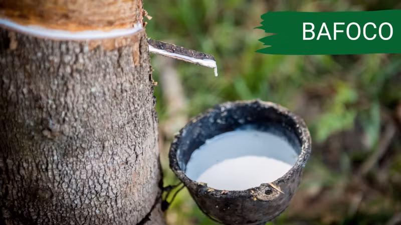 Lâm nghiệp Bà Rịa - Vũng Tàu: Lãi phụ thuộc khoản thu khác, dòng tiền âm nặng