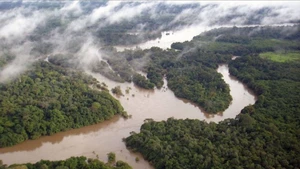 Gola-Tiwai - khu rừng nguyên sinh quý giá ít người biết ở châu Phi