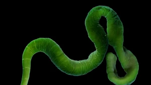 Giun vòi: loài sinh vật biển dài nhất và bí ẩn trong hệ sinh thái đại dương