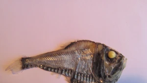 Cá rìu Thái Bình Dương: sinh vật thích nghi độc đáo trong biển sâu