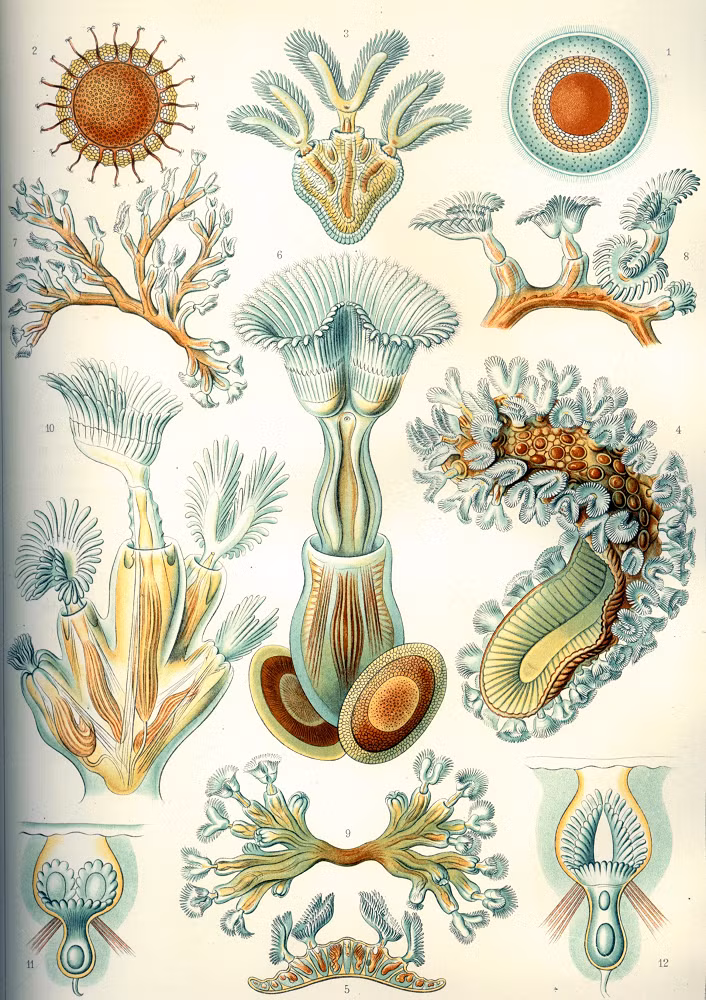 Bryozoans không chỉ quan trọng đối với hệ sinh thái biển mà còn có giá trị lớn trong nghiên cứu khoa học. Các nhà khoa học đã nghiên cứu bryozoans để hiểu rõ hơn về quá trình sinh sản, phát triển và cấu trúc của chúng. Một số nghiên cứu cũng đã phát hiện rằng bryozoans có khả năng sản xuất các hợp chất hóa học có tính kháng khuẩn và kháng nấm, mở ra tiềm năng ứng dụng trong y học.(Ảnh: Wikipedia)