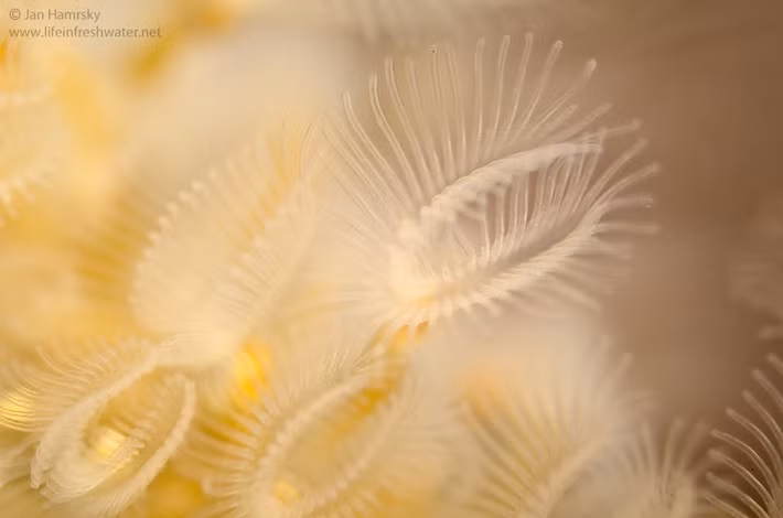Bryozoans thường sống trong các vùng nước biển, từ vùng nước nông đến vùng nước sâu. Chúng bám vào các bề mặt cứng như đá, san hô chết, và vỏ sò, tạo thành các thuộc địa dày đặc và phức tạp. Một số loài bryozoans cũng sống trong nước ngọt, nhưng chúng thường ít phổ biến hơn so với các loài sống trong nước mặn.(Ảnh: LIFE IN FRESHWATER)