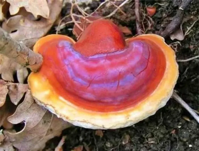 Một cây linh chi nghìn năm đang được trưng bày tại viện bảo tàng ở Vũ Hán, chứng minh giá trị lịch sử và dinh dưỡng của nó.(Ảnh: DNVN)