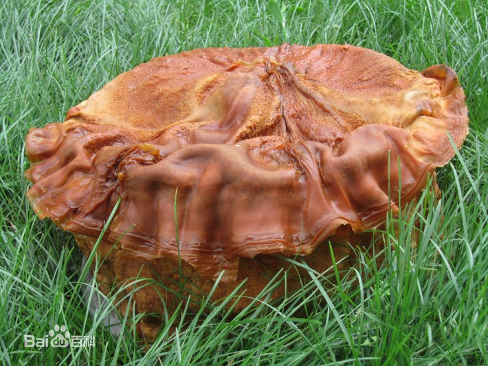 Giá trị dinh dưỡng và dược tính vượt trội đã khiến giá nấm này đạt mức kỷ lục 39.000 USD/gram, khẳng định vị trí độc tôn.(Ảnh: Dân Việt)