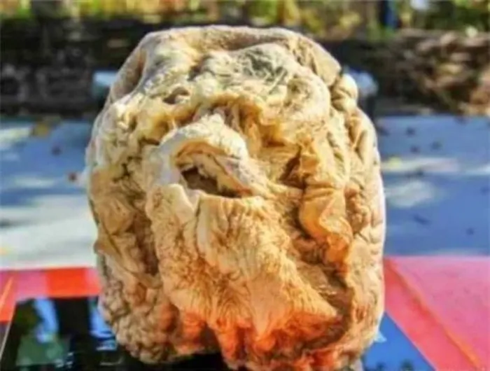 Linh chi Thái Tuế là loại nấm quý hiếm, được mệnh danh là "vua miễn dịch", với giá trị lên đến hàng nghìn tỷ đồng, vượt xa giá trị vàng. (Ảnh: DNVN)