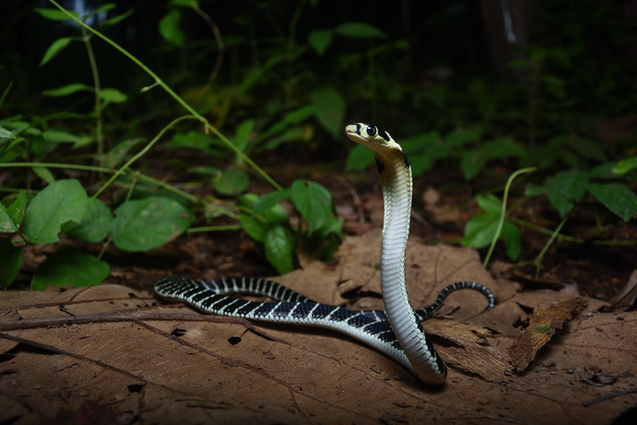 Loài rắn này đang bị đe dọa do mất môi trường sống và được liệt kê là loài sắp nguy cấp trong sách đỏ IUCN từ năm 2010. (Ảnh: Flickr)