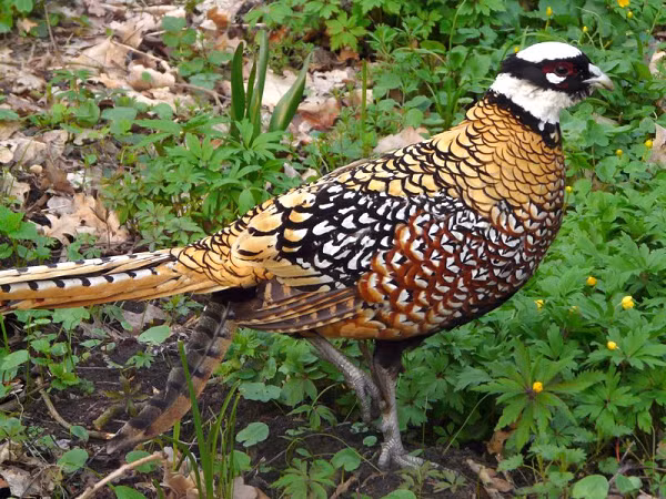 Chim trĩ hoàng đế sống thành đàn khoảng sáu cá thể (đôi khi 10 hoặc nhiều hơn trong mùa thu và mùa đông), phân tán thành các nhóm nhỏ hơn vào tháng ba - đầu của mùa sinh sản.