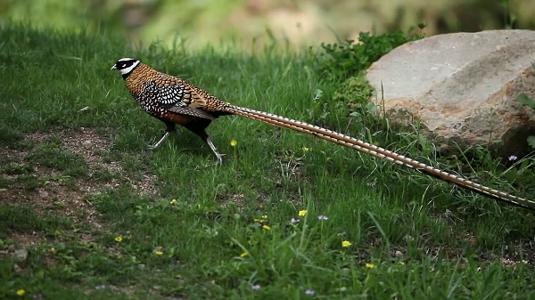 Chim trĩ hoàng đế có một bộ lông cơ thể tỷ lệ vàng, chân màu xám, màu nâu iris và da đỏ xung quanh mắt. Đầu là màu trắng với một dải hẹp màu đen kéo dài từ đôi mắt của nó. Chúng có một cái đuôi rất dài trắng bạc với màu nâu hạt dẻ.