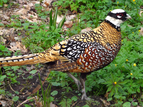 Quần thể chim trĩ hoàng đế bị chia cắt và suy giảm do đối mặt với mất môi trường sống đang diễn ra và nạn săn bắn của cư dân địa phương để làm thức ăn và lấy lông.