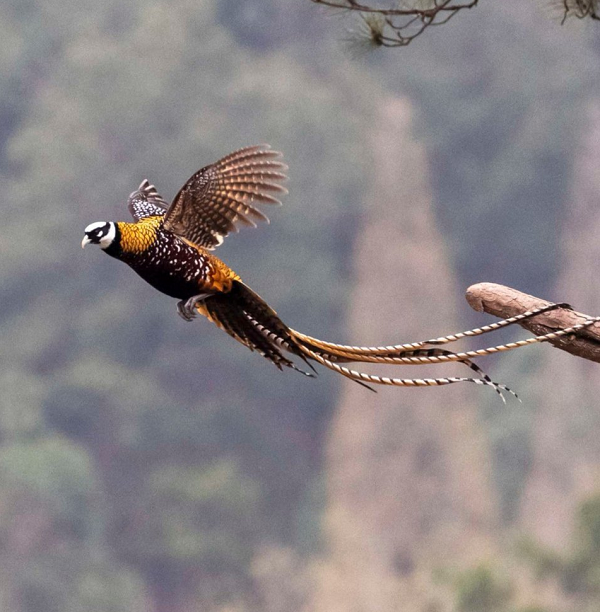 Chim trĩ hoàng đế cũng thể hiện lòng trung thành mạnh mẽ, chúng thường quay trở lại cùng một lãnh thổ sinh sống mỗi năm. Chim trĩ hoàng đế được cho là sống chủ yếu một trống một mái nhưng đôi khi cũng sống đa thê như những loài chim trĩ khác.