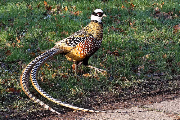  Chim trĩ hoàng đế (tên khoa hoc là Syrmaticus reevesii) hay còn gọi là Chim Trĩ Vân Nam vì có xuất xứ từ tỉnh Vân Nam Trung Quốc. Đây là một loại chim quý hiếm từng là món đặc sản tiến vua hay là chim cảnh mang lại may mắn, thịnh vượng cho gia chủ.