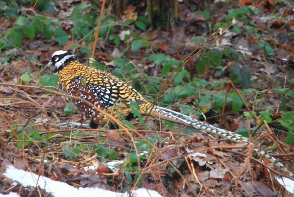 Chim trĩ hoàng đế phù hợp ở các nước châu á có khí hậu ôn hoà, như Trung Quốc, Viêt Nam, Thái Lan, Capuchia, Lào…