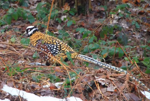 Chim trĩ hoàng đế phù hợp ở các nước châu á có khí hậu ôn hoà, như Trung Quốc, Viêt Nam, Thái Lan, Capuchia, Lào…