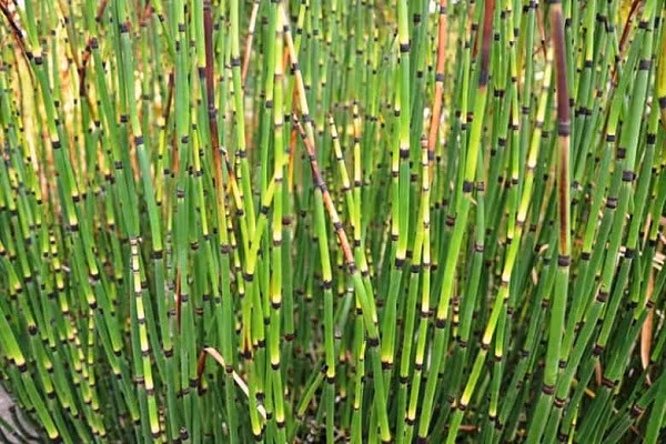  Cây mộc tặc có tên khoa học là Equisetum debile Roxb. Đây là cây thảo sống lâu năm, thân cây mọc đứng hình trụ rỗng, lá nhỏ dính vào nhau thành bẹ hình ống.