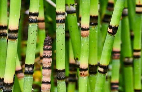 Cây mộc tặc thường mọc trong những khu rừng ẩm, dọc theo sông suối và những cồn cát hoặc vùng đất sét ẩm ướt thường có hàm lượng khoáng chất và Silic cao.