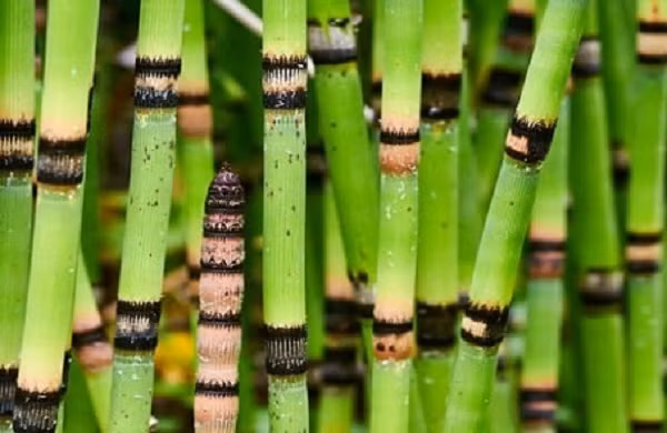 Cây mộc tặc thường mọc trong những khu rừng ẩm, dọc theo sông suối và những cồn cát hoặc vùng đất sét ẩm ướt thường có hàm lượng khoáng chất và Silic cao.