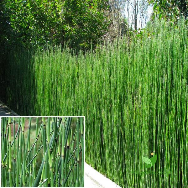 Theo y học cổ truyền, cây mộc tặc có vị ngọt đắng, tính bình và có nhiều công dụng chữa bệnh. Cây có tác dụng vào kinh phế, đởm, can, thận. Tác dụng dược lý của dược liệu này là lợi tiểu, từ mắt có màng, phong nhiệt, trị ra mồ hôi trộm, chảy nước mắt, mắt đỏ…