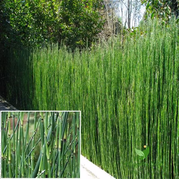 Theo y học cổ truyền, cây mộc tặc có vị ngọt đắng, tính bình và có nhiều công dụng chữa bệnh. Cây có tác dụng vào kinh phế, đởm, can, thận. Tác dụng dược lý của dược liệu này là lợi tiểu, từ mắt có màng, phong nhiệt, trị ra mồ hôi trộm, chảy nước mắt, mắt đỏ…