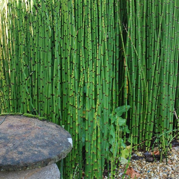 Phần sinh sản gồm túi bào tử mọc ở mặt dưới những lá biến đổi thành vẩy. Các vẩy này tụ họp thành bông thuôn ở ngọn thân, nom như đầu nhọn của chiếc bút lông. Bào tử hình cầu. Mùa sinh sản của cây vào tháng 10-12.