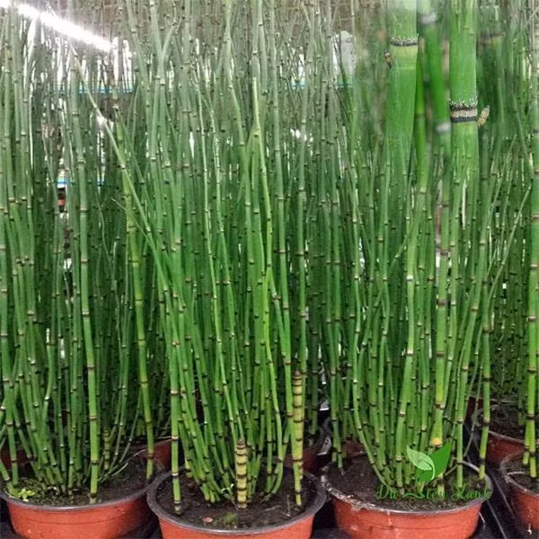 Ở Việt Nam, cây thường gặp ở các tỉnh miền núi và trung du, mọc thành đám nhỏ ở đất, dọc theo bờ suối, bờ ruộng nước sát chân núi. Cây mộc tặc có thể thu hoạch vào mùa hạ hoặc thu.