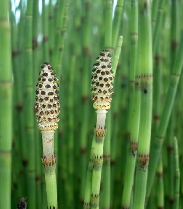 Sở dĩ cây còn gọi là cỏ tháp bút là vì đầu cành của loại cỏ này có nhiều vòng xếp khít nhau như tháp và hình dáng thì giống như ngọn bút lông ngày xưa.