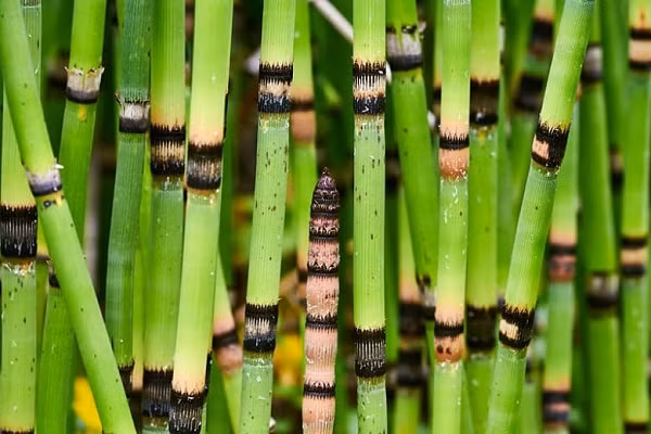 Cây mộc tặc rễ dài, chia đốt, mọc bò ở dưới mặt đất. Thân cây mọc đứng, hình trụ rỗng (trừ các mấu), có nhiều khía rãnh dọc, mang phần sinh sản (hữu thụ) và phần không sinh sản (bất thụ).