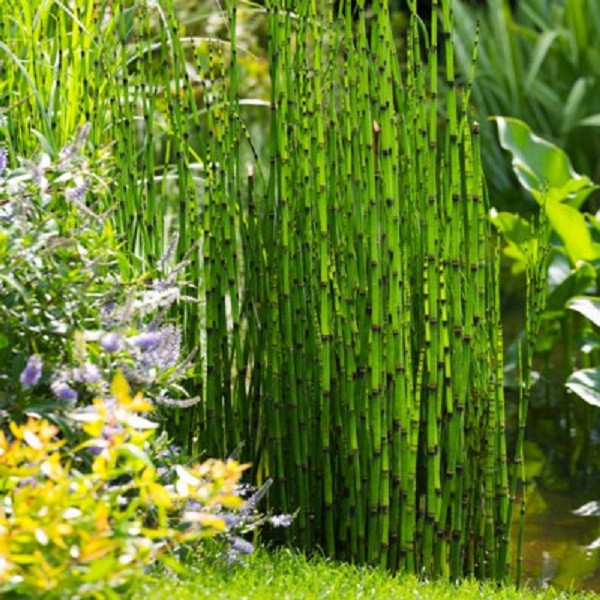 Phần không sinh sản có thể dài đến 20cm, chia thành từng dóng, có rãnh dọc; ở mỗi mấu có một vòng lá rất nhỏ dính liền nhau ở gốc thành bẹ hình ống, phía trên ống chia răng mầu nâu, ứng với số rãnh của dóng.