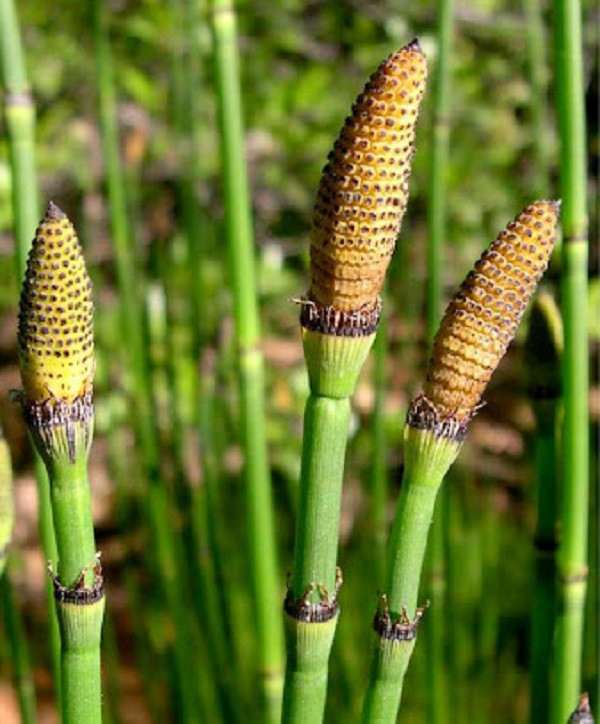 Chữa viêm bàng quang, viêm gan, đái ra sỏi, viêm thận, đái vàng thẫm, đái đỏ. Cải thiện tình trạng mắt có mộng bên cạnh đó cây mộc tặc cũng hỗ trợ điều trị rong kinh…