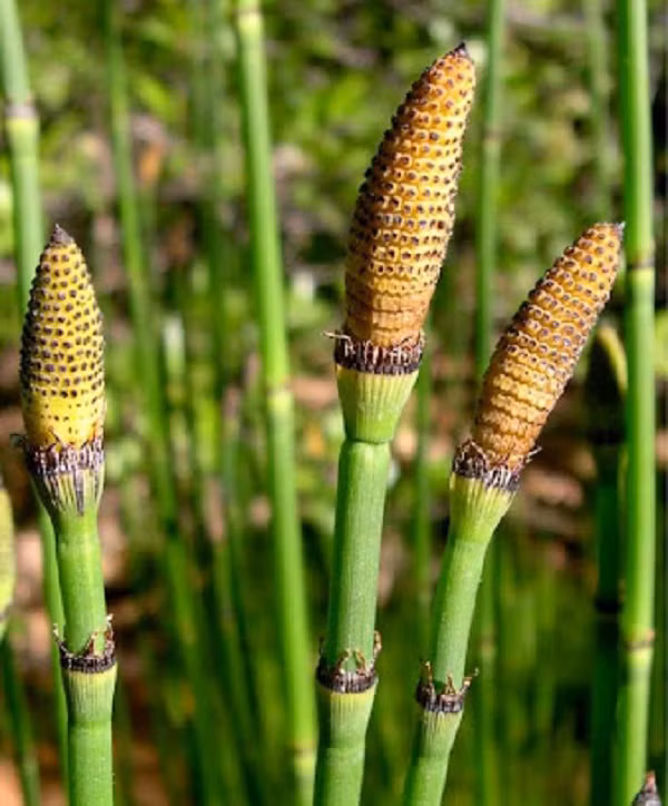 Chữa viêm bàng quang, viêm gan, đái ra sỏi, viêm thận, đái vàng thẫm, đái đỏ. Cải thiện tình trạng mắt có mộng bên cạnh đó cây mộc tặc cũng hỗ trợ điều trị rong kinh…