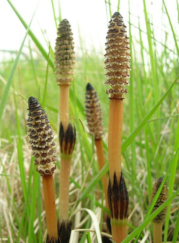 Tuy nhiên vị thuốc này không nên sử dụng trong thời gian dài sẽ ảnh hưởng không tốt đến sức khỏe, nhất là hệ tiết niệu. Phụ nữ đang trong giai đoạn mang thai hay đang cho con bú cần thận trọng trước khi sử dụng.