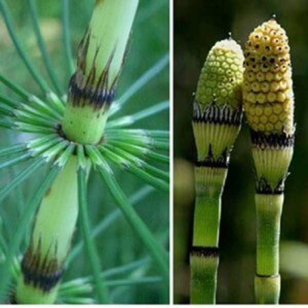 Mộc tặc được biết đến với nhiều tác dụng tốt cho sức khỏe như chữa phù nước khí hay phù trong viêm cầu thận cấp. Cải thiện tình trạng mắt mờ, mắt sưng đỏ và viêm kết mạc cấp.