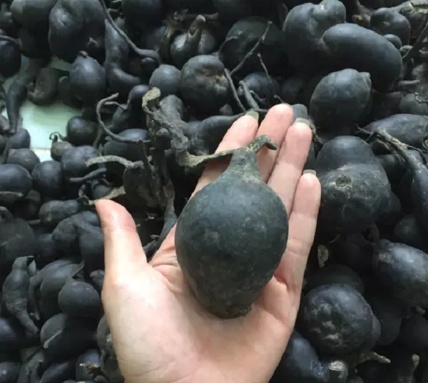 Việc trồng nhân tạo loại sâm quý này vẫn còn rất nhiều hạn chế, sản lượng hằng năm rất ít nên nếu là sâm mọc hoang trong núi thì có rất nhiều người sẵn sàng trả giá cực kỳ cao để được sở hữu nó.