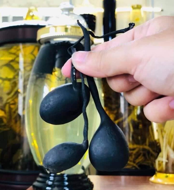 Bên cạnh đó, các vitamin và canxi, phốt pho, axit ribonic và các loại axit amin thiết yếu khác có thể điều trị các triệu chứng của bệnh dạ dày, giảm huyết áp cao, trị bỏng, cầm máu, bệnh thận…