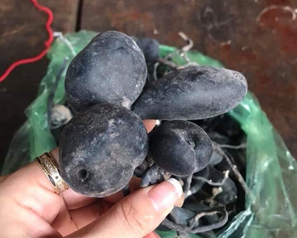 Trong y học, nó là một loại thảo dược có tác dụng an thần, trị mất ngủ, cầm máu, giảm huyết áp, bỏng... Ngoài ta, nó còn có thể giúp cải thiện trí nhớ, bảo vệ não, bổ thận...