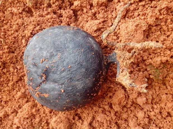 Cuối cùng các chuyên gia cũng cho họ biết đáp án. Hóa ra thứ mà ông Lưu đào được là sâm Ô linh, một loại thảo dược với nhiều công dụng rất tốt cho sức khỏe.