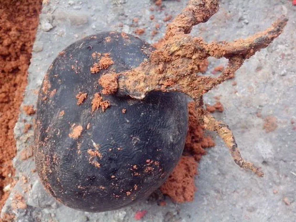 Tuy nhiên, dù đưa cho mọi người xem nhưng vẫn không ai biết đây thực chất là thứ gi. Người đàn ông đành gửi dị vật đó tới Cục quản lý y học cổ truyền của địa phương để nhờ giám định.