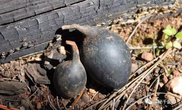 Sâm Ô linh thường phát triển trong một môi trường ấm áp, không mọc dưới tán cây hay trên mặt đất mà mọc trong những tổ mối bỏ hoang, hấp thụ các chất dinh dưỡng còn sót lại trong tổ mối. Nếu tổ mối càng lớn thì sâm Ô Long sẽ hấp thụ càng nhiều và có kích thước càng lớn.