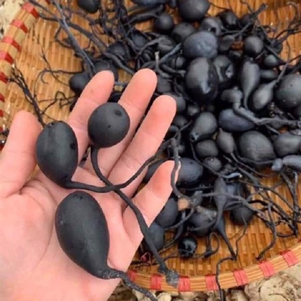 Đặc biệt sâm Ô linh thực chất là một loại nấm quý có tên khoa học là Xylaria nigripes (Klotzsch) Cooke. Loại nấm này thường mọc trong tổ mối bỏ hoang, ở vị trí rất sâu dưới lòng đất và rất hiếm gặp.