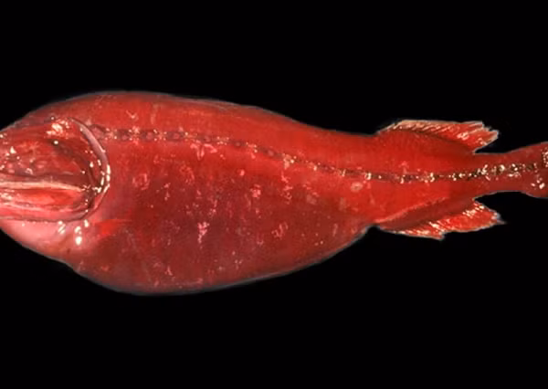 Những con đực thường nuốt sống con mồi là những loài động vật giáp xác, giữ trong cơ thể để tạo ra năng lượng.